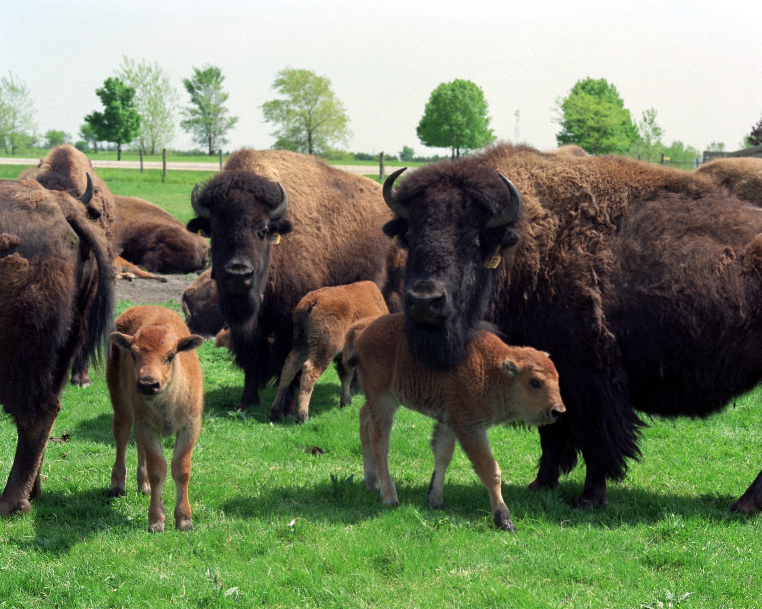 Where the Bison Roam – Again